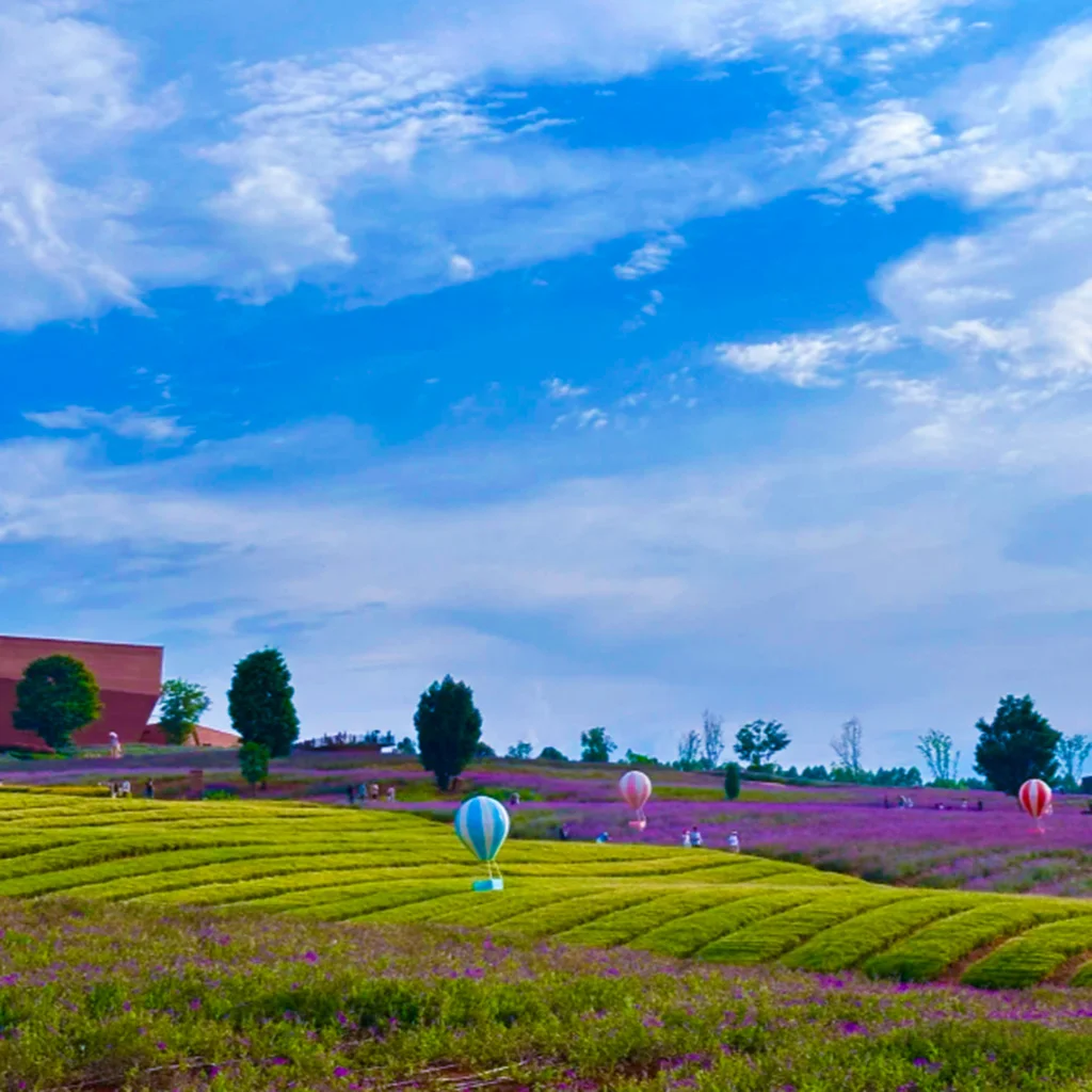 Dongfengyun Scenic Area2 東風韻景區彩色花田與綠色茶園景觀,起伏丘陵間種滿紫色花海與整齊茶田,草地上點綴彩色熱氣球裝置藝術,在藍天白雲映襯下呈現東風韻景區浪漫且富有在地特色的自然風光。