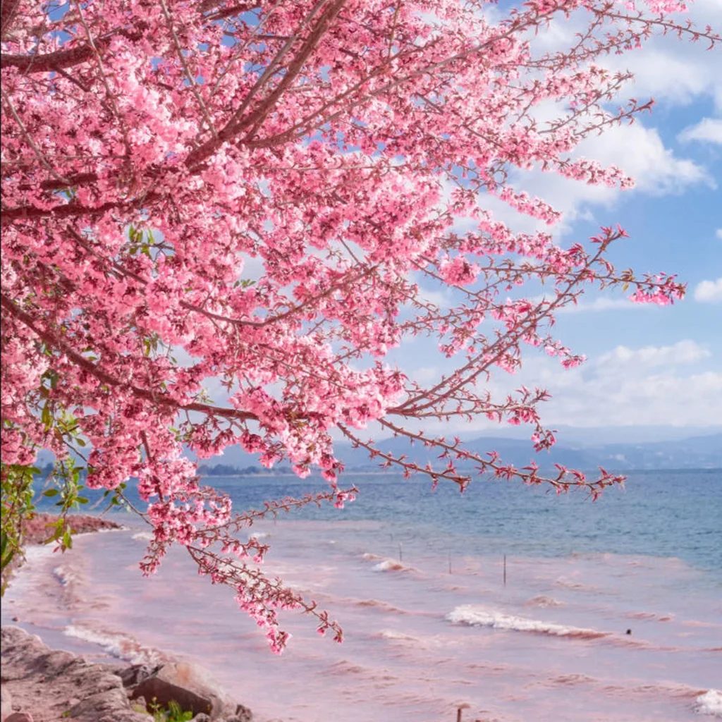 Fuxian Lake Cherry Blossom Valley 雲南春季景點 撫仙湖櫻花谷 的櫻花與湖畔景觀。粉色櫻花枝條在畫面前景盛開,延伸至湖面上方,背景是湛藍的 撫仙湖 湖水與遠山,在藍天白雲映襯下展現春日自然風光。