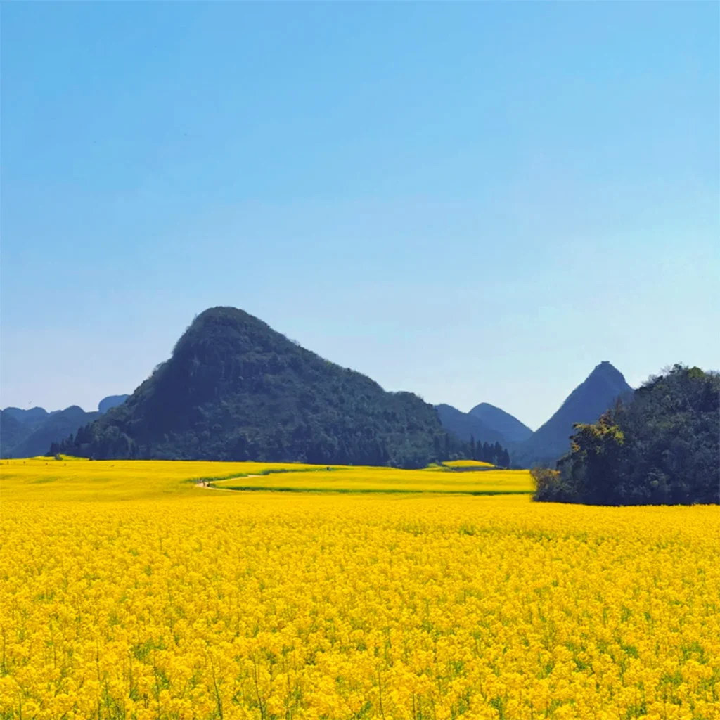 Golden Chicken Rapeseed Flower 2 航拍視角展示 金鸡峰丛 的油菜花田景觀。大片金黃色油菜花覆蓋田野,一條小路穿過花海,小型觀光車行駛其間,遊客在花田中漫步。