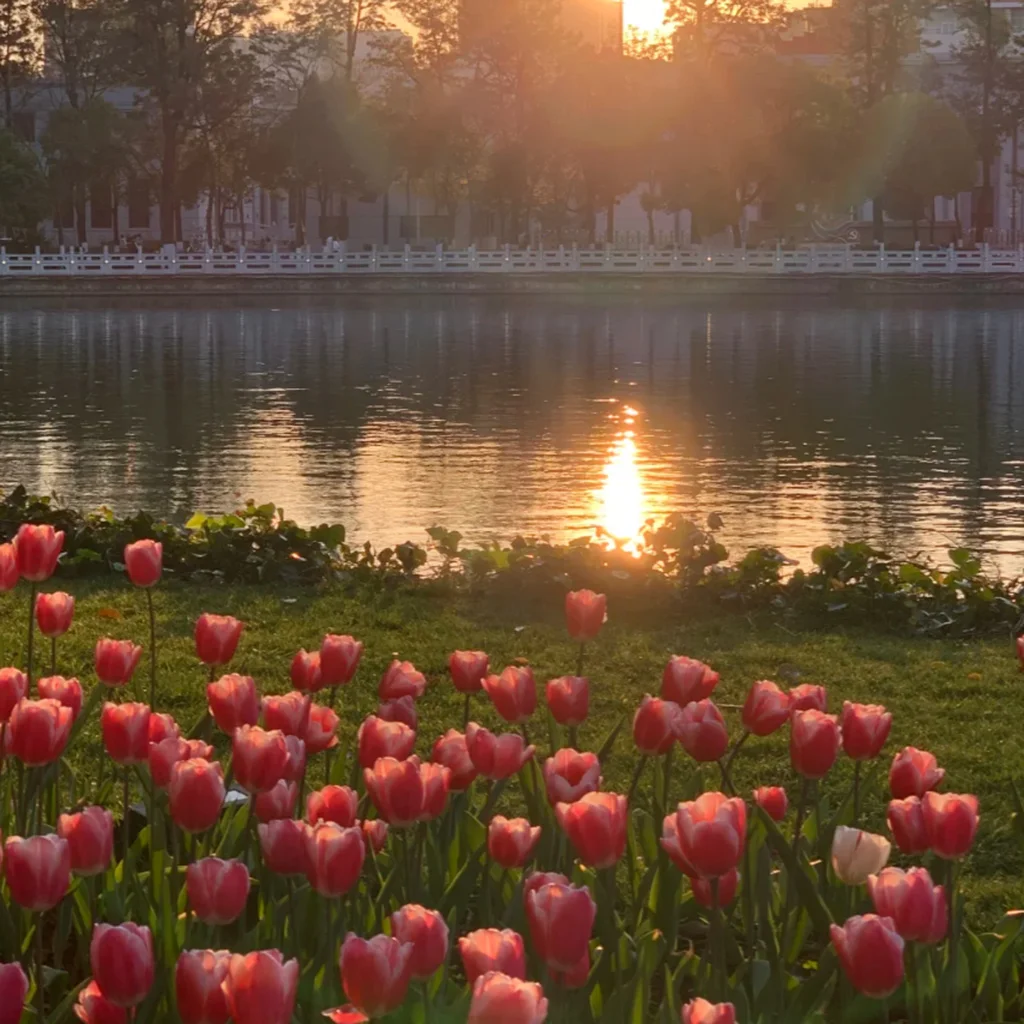 Kunming Cuihu Park 昆明翠湖公園湖畔鬱金香花海景觀,粉紅色鬱金香盛開於草地前景,夕陽灑落在湖面形成金色倒影,湖畔樹木與白色欄杆映襯寧靜氛圍,展現昆明翠湖公園優美且浪漫的城市自然風景。