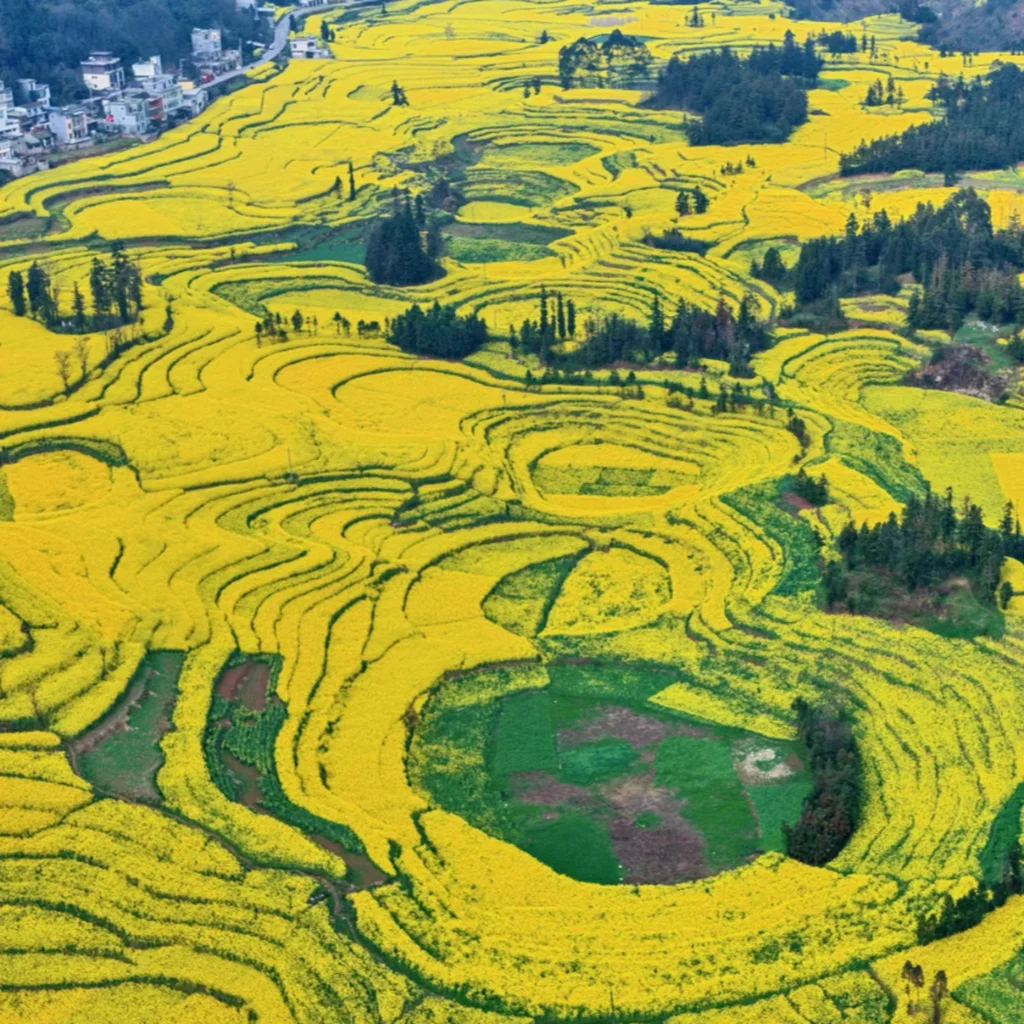 Luoping Luositian rapeseed flowers 1 航拍視角展示 罗平螺丝田 的油菜花田。層層梯田形成螺旋狀與曲線圖案,大片金黃色油菜花覆蓋山坡,間有綠地與樹林點綴,遠處村莊與道路若隱若現。