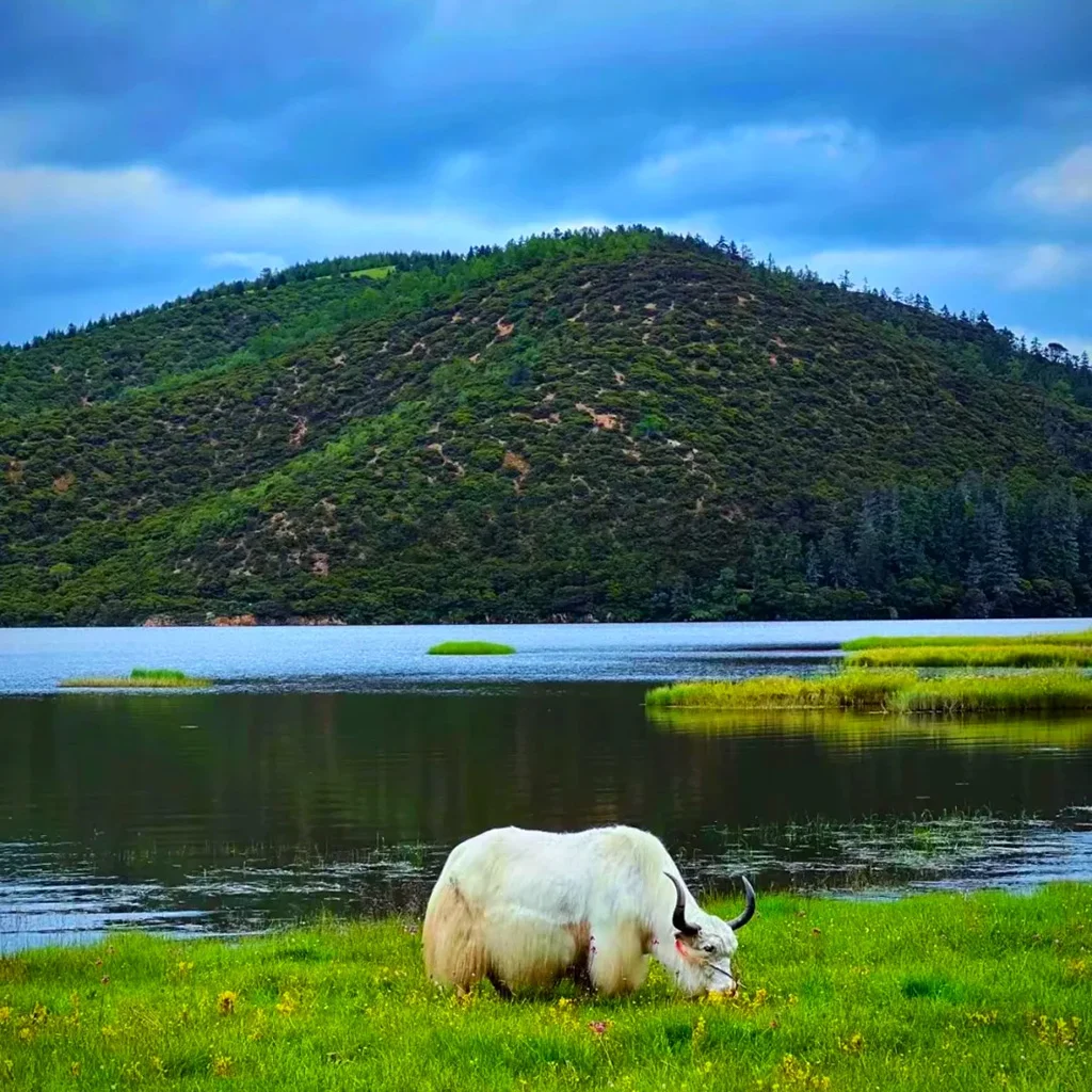 Pudacuo National Park 位于 普达措国家公园 的高原自然景观,一头牦牛在湖畔草地悠闲觅食,湖水清澈,远山森林环绕,呈现原生态高原风光。