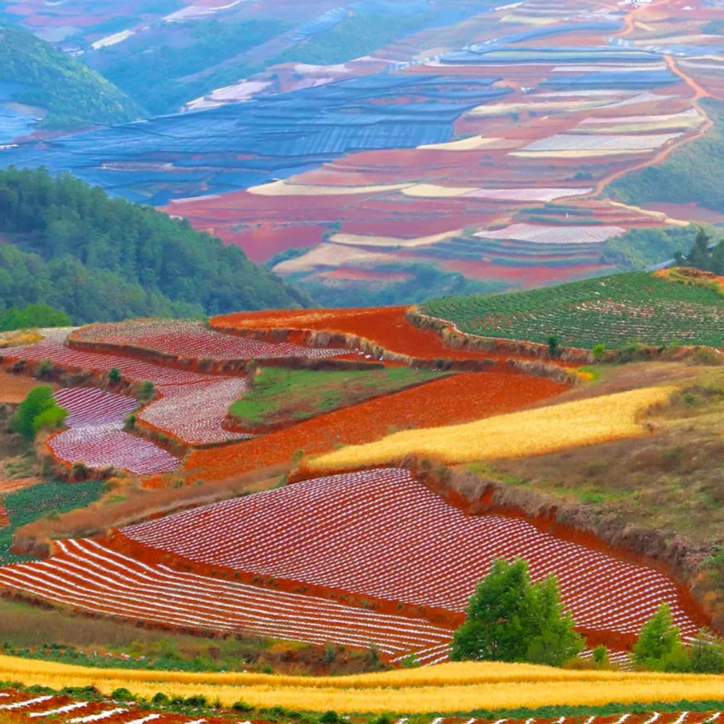 Seven Colored Slope2 雲南昆明著名景觀 東川紅土地 七色坡的彩色梯田景色。起伏山坡上分布著紅色土壤與不同農作物田地,形成紅、黃、綠與棕色交錯的自然圖案。層層梯田延伸至遠方山谷,展現東川紅土地獨特壯觀的農耕地貌與多彩高原風景。