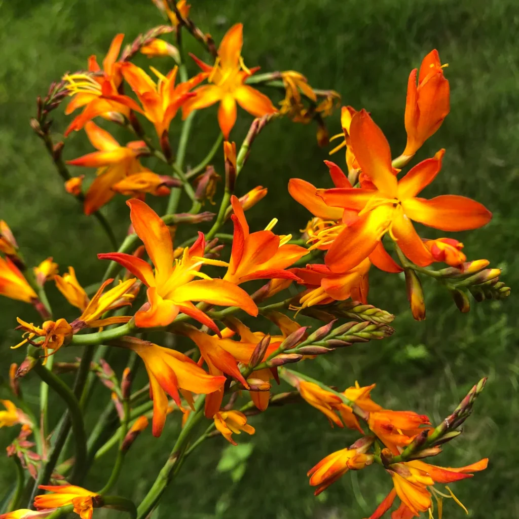 Flame Orchid Flame Orchid