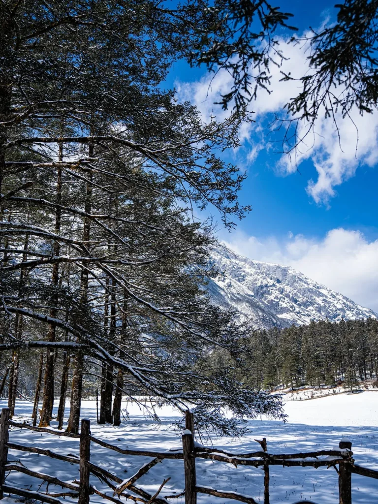 Lijiang Winter Scenery 麗江旅遊天氣:冬季雪林與遠山景色。