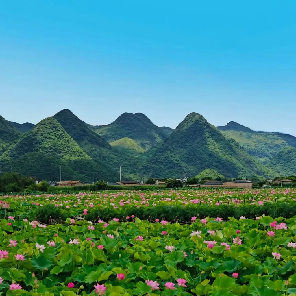 Puzhehei Flower Sea 普者黑廣闊的粉紅荷花海與綠色蓮葉,背景為晴空下起伏的綠色喀斯特山脈。