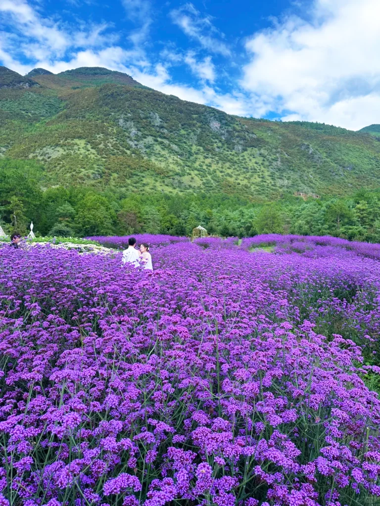 Summer Scenery of Lijiang 2 麗江夏季大片紫色花海,背景為青山與藍天。