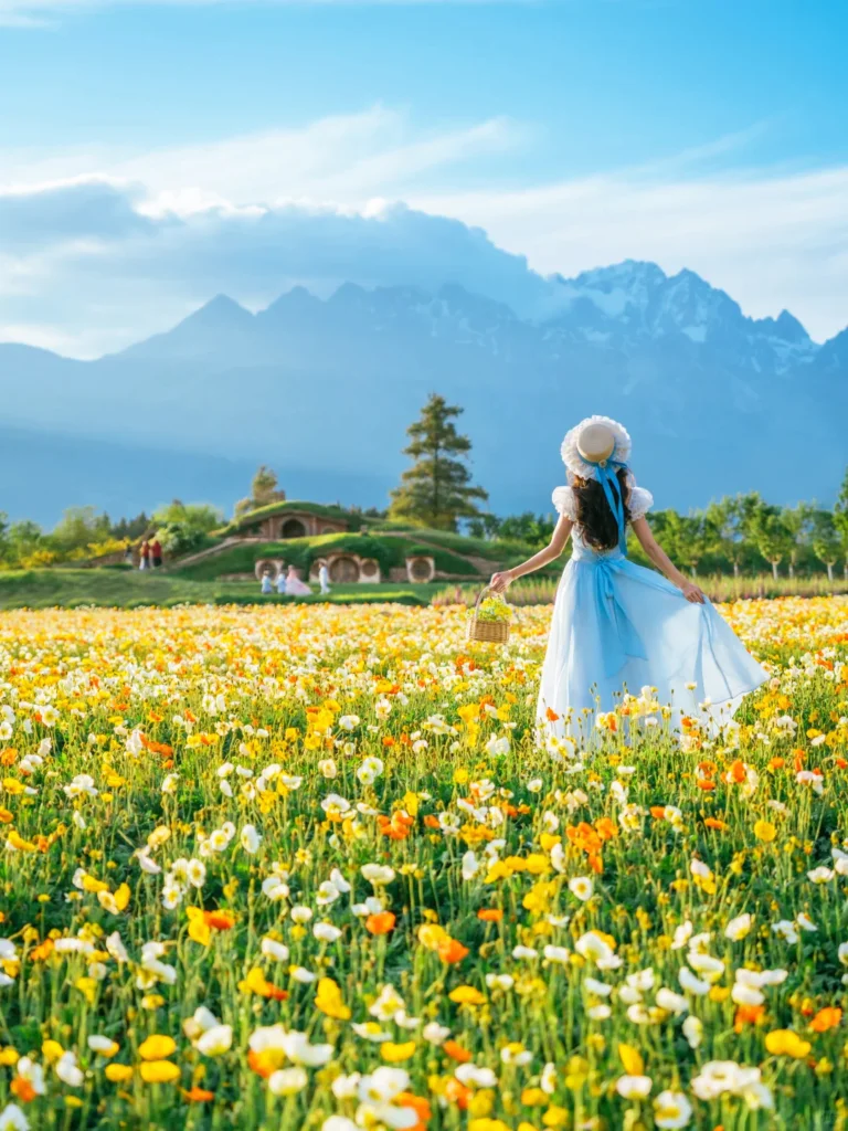 Summer Scenery of Lijiang 4 遊客在麗江夏季花田中漫步,遠處是雪山景觀。