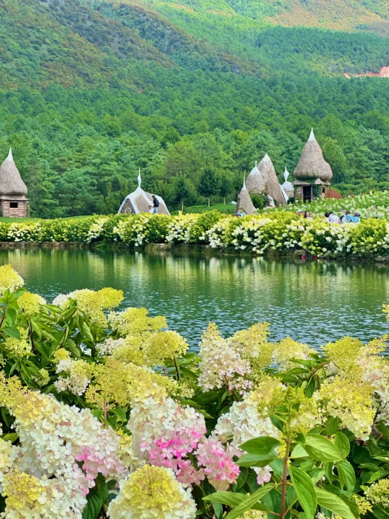 Summer Scenery of Lijiang 麗江夏季湖畔繡球花盛開,搭配綠色山林景觀。