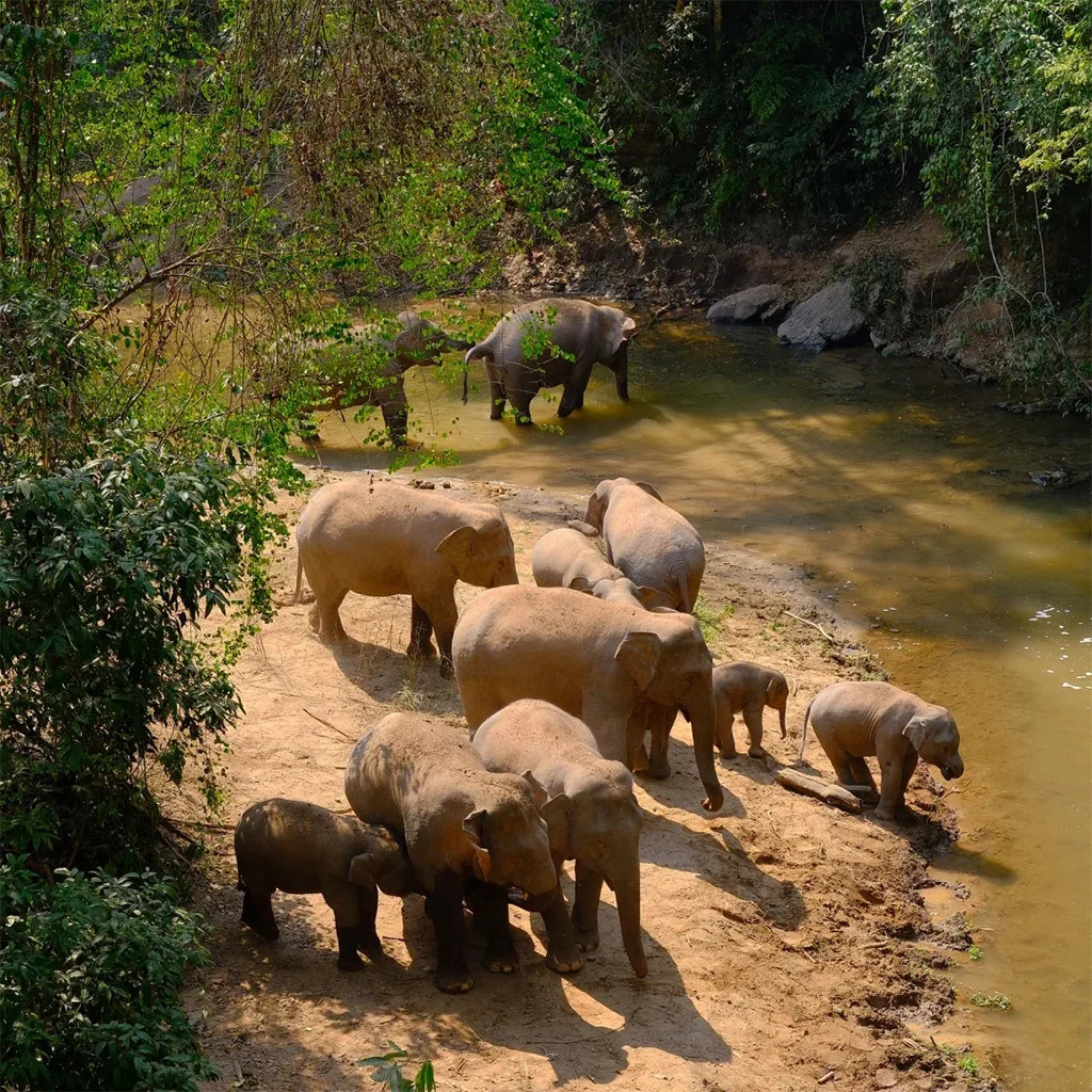 Wild Elephant Valley Scenic Area Wild Elephant Valley Scenic Area