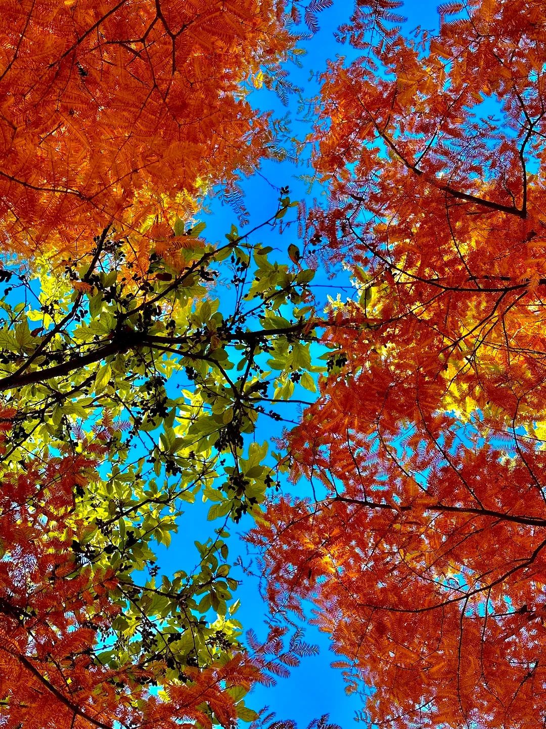 lijiang autumn red leaves 麗江秋季紅葉與藍天交織的樹冠景觀。