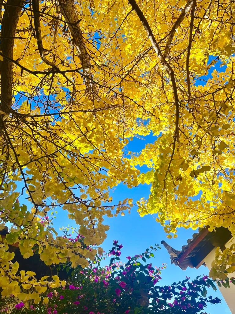 lijiang autumn scenery garden 麗江秋季銀杏樹冠與庭院花卉景觀。