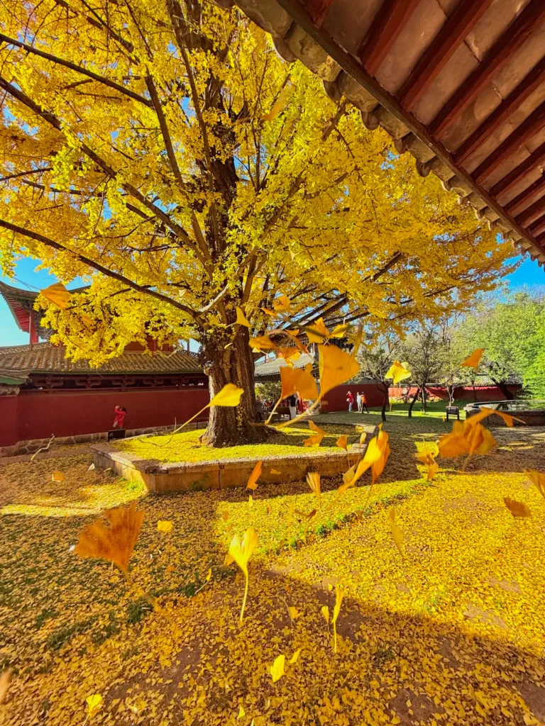 lijiang ginkgo autumn 麗江秋季金黃色銀杏與傳統庭院建築。